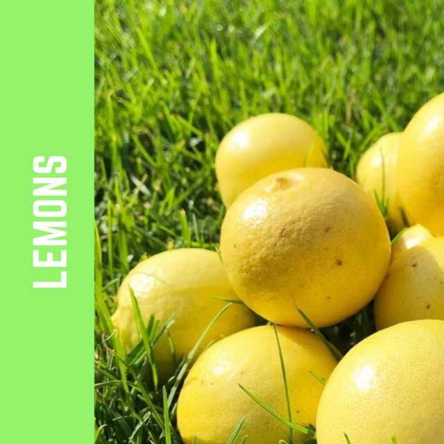 Lemon - ليمون