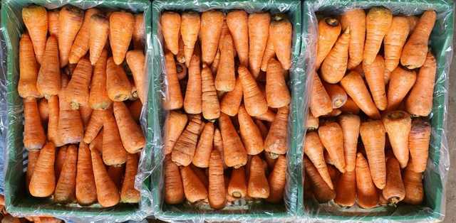 Carrots - جزر