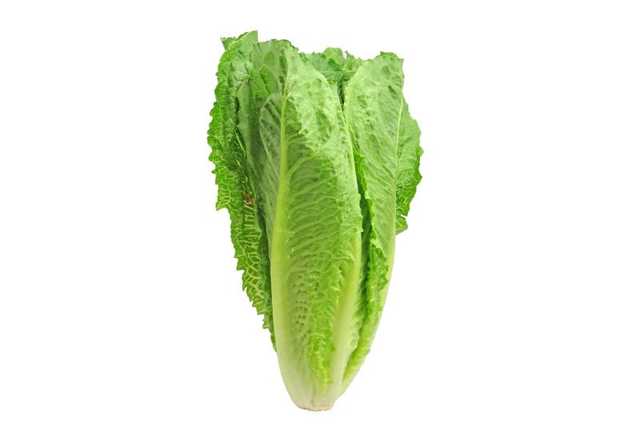 خس ورق
