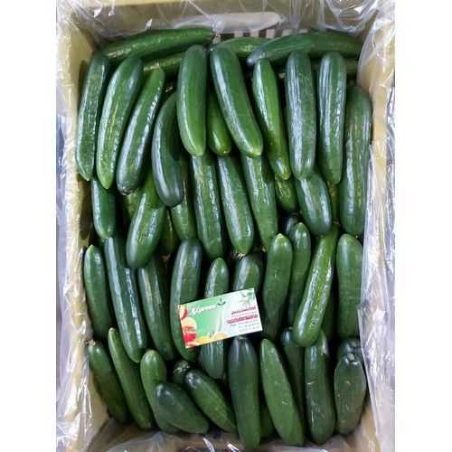 Cucumber - خيار